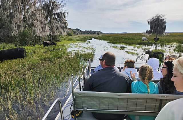 airboat riders view cattle wading through marsh at wild willys airboat tours st cloud