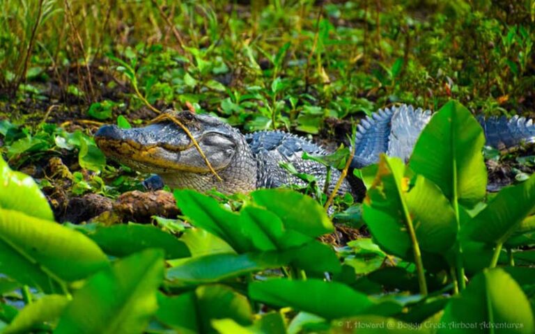 alligator in marshy area at boggy creek airboat adventures kissimmee