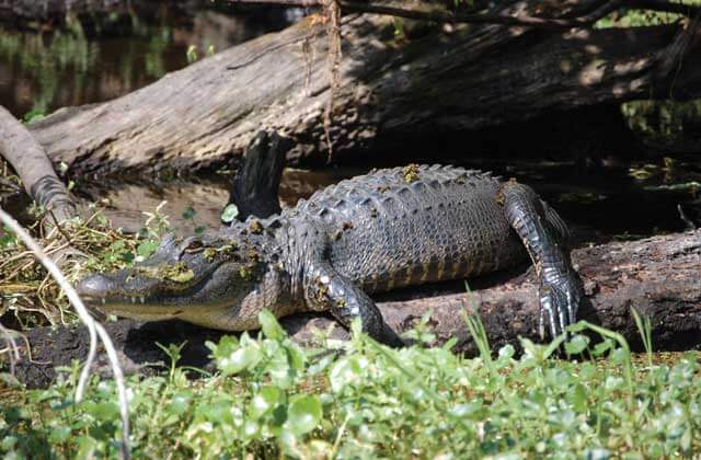 alligator suns himself on a log at boggy creek airboat adventures kissimmee