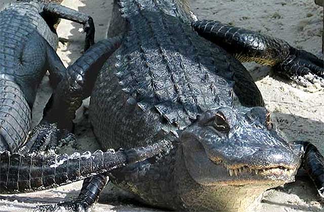 alligators sunning at congo river golf orlando kissimmee