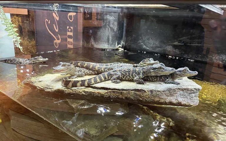 baby gators in tank exhibit at osceola county welcome center history museum