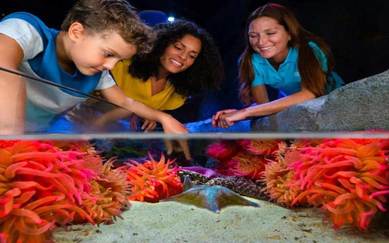 boy reaches underwater to touch starfish in coastal touch tank at sea life orlando aquarium at icon park