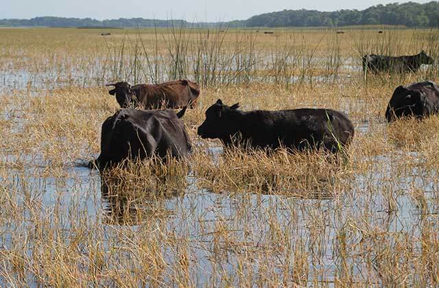 cattle graze in swamp grass at boggy creek airboat adventures kissimmee