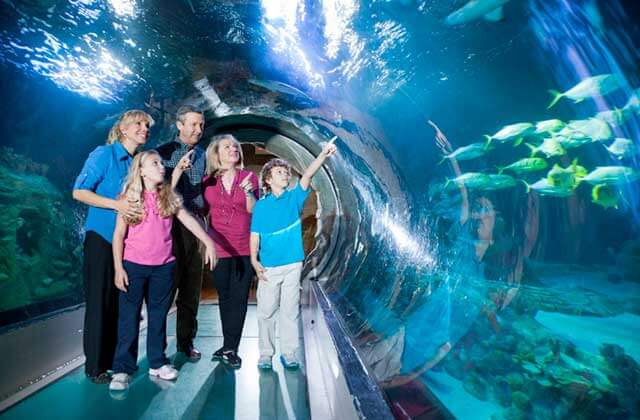 family in underwater tunnel pointing at fish sea life orlando aquarium