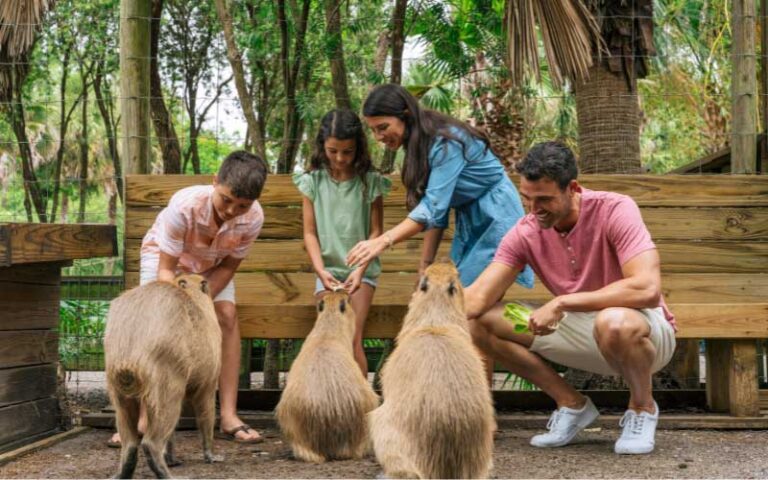 family of four feeding capybaras at wild florida adventure park