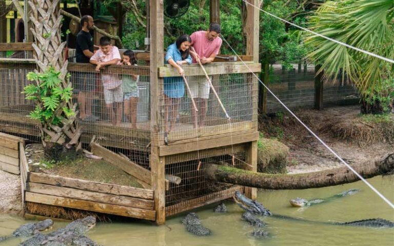 family on dock feeding gators at wild florida adventure park