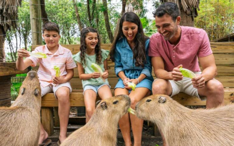 family seated on bench and feeding capybaras lettuce at wild florida