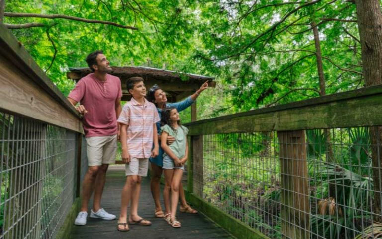 family strolling along boardwalk in shady green forest canopy at wild florida