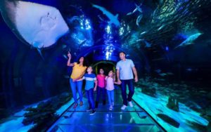 family strolls through glass underwater tunnel with sharks and manta rays at sealife orlando aquarium at icon park