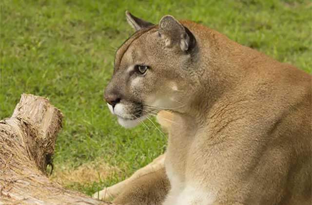 florida panther at gatorland orlando