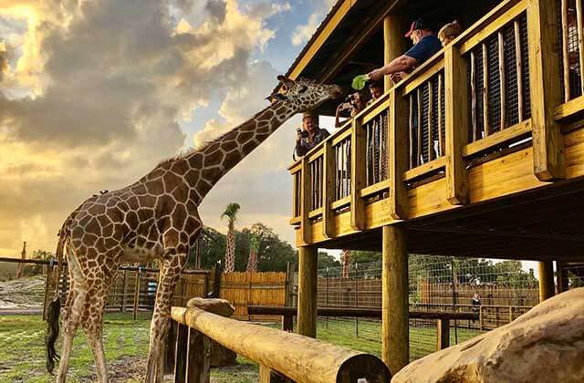 giraffe at a feeding station reaching for lettuce at wild florida