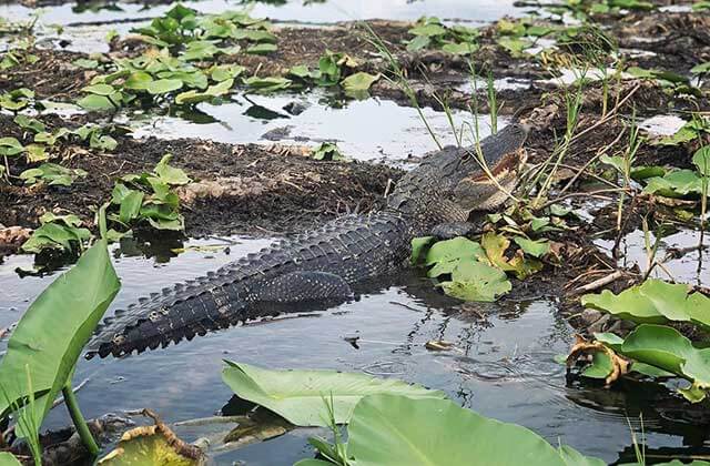 large gator moves through mud at wild willys airboat tours st cloud