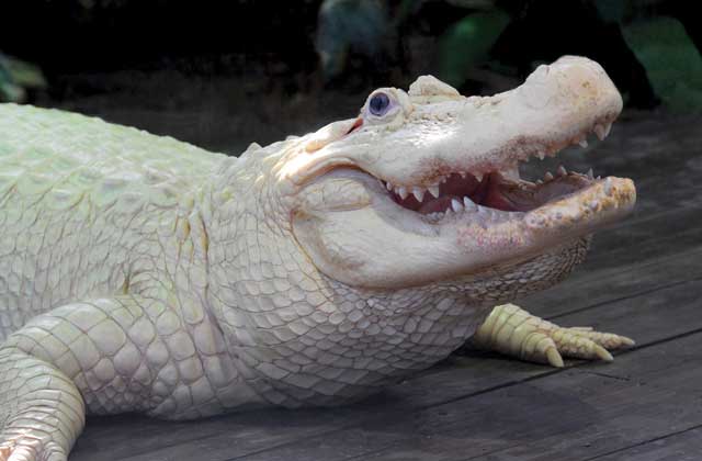 large white leucistic alligator at gatorland orlando