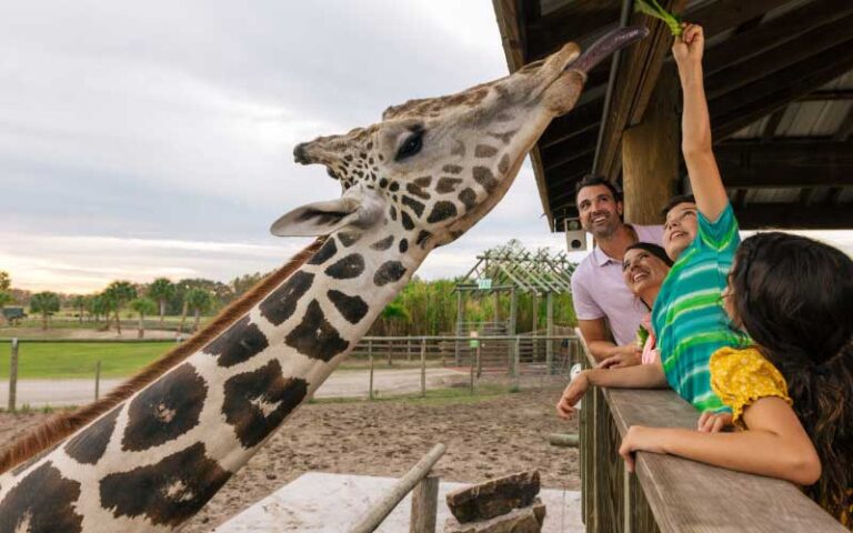 laughing family feeding giraffe from elevated tower at wild florida