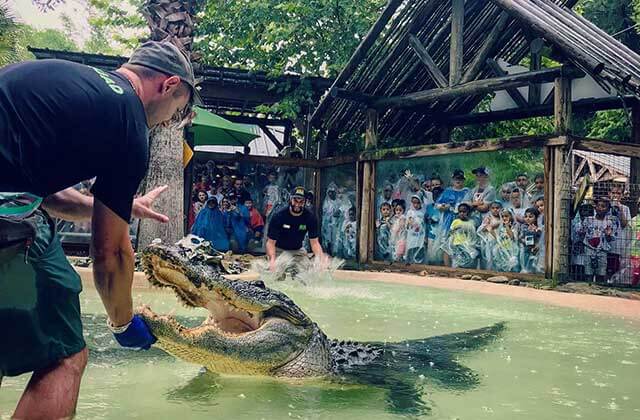 man handles a large alligator with crowd watching at wild florida