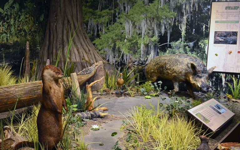 otter and boar in florida wildlife diorama exhibit at osceola county welcome center history museum