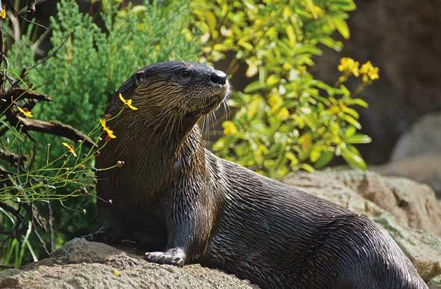 an otter basks in the sun at central florida zoo botanical gardens sanford