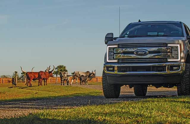 pickup truck drives along a path near several longhorn steer at wild florida