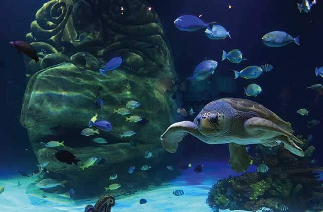 sea turtle and fish swimming at sea life orlando aquarium