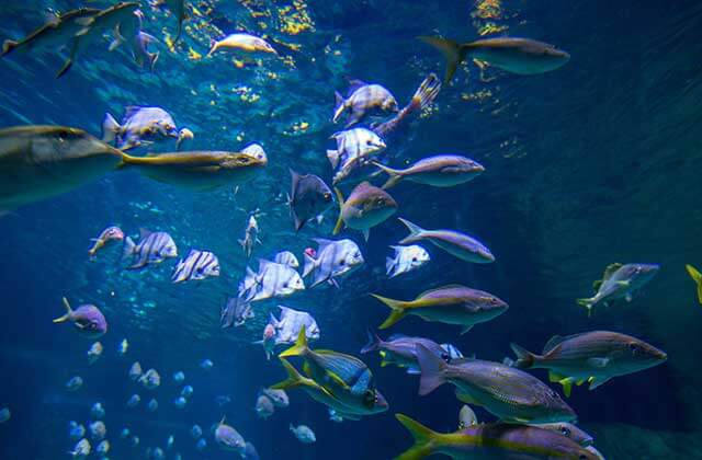 several varieties of exotic fish swim underwater at sea life orlando aquarium