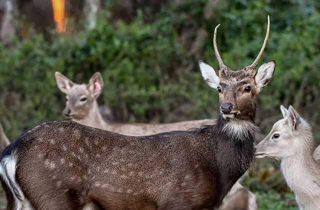 three elands standing in a field with trees in the background at wild florida