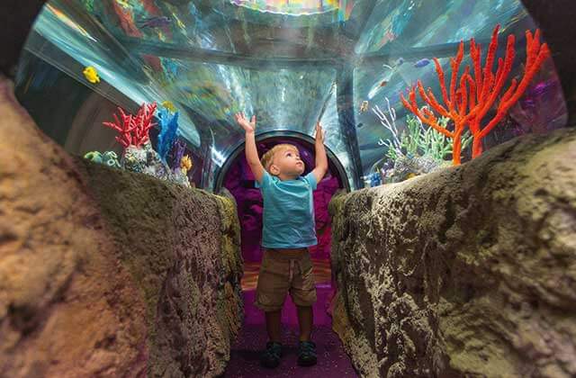 toddler touches glass above in kids aquarium tunnel at sea life orlando aquarium