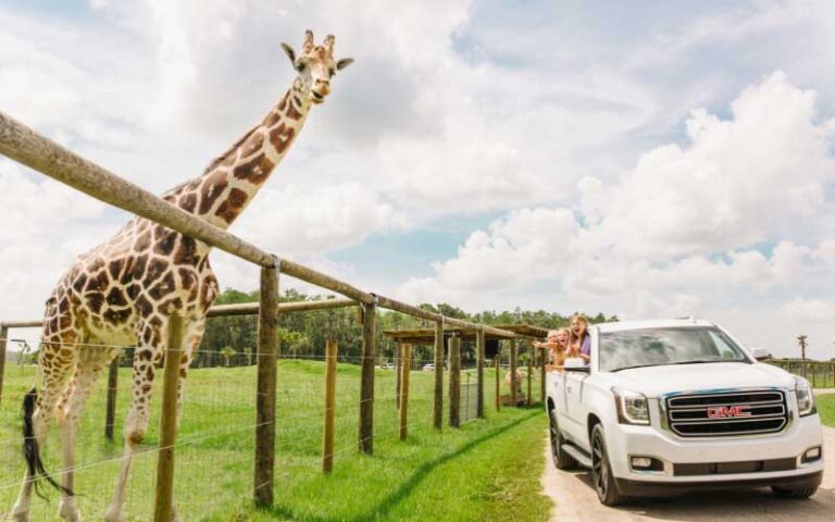 vehicle driving along fence with giraffes at wild florida adventure park