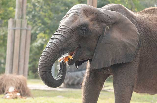 african elephant eating at jacksonville zoo and gardens florida