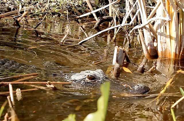 alligator slipping through reeds everglades holiday park ft lauderdale