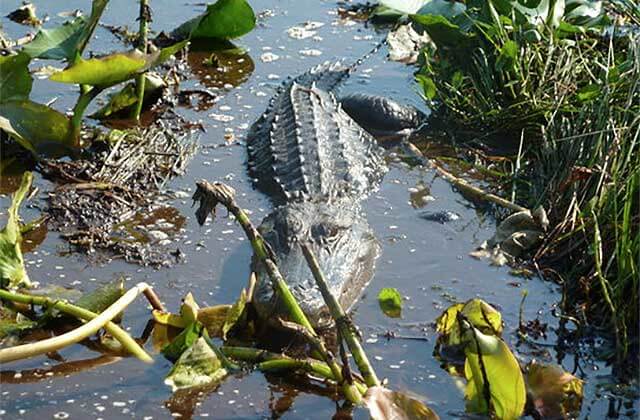 alligator swimming through reeds at kissimmee swamp tours