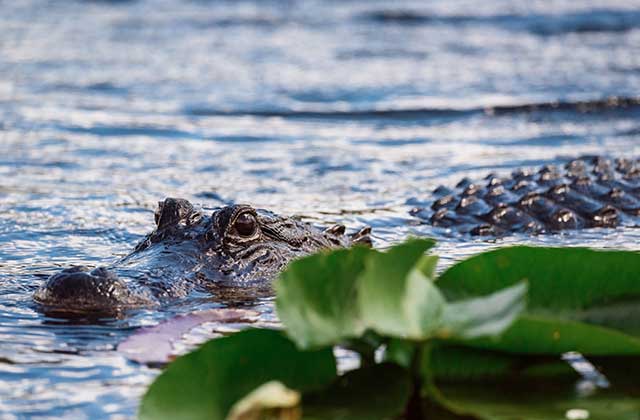 alligator swimming through wetlands at everglades holiday park
