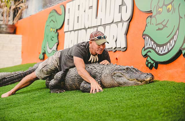 animal trainer lying atop huge alligator in pit area at everglades holiday park