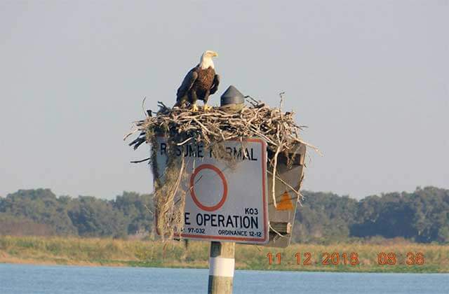 bald eagle perched on a nest on boating sign at kissimmee swamp tours florida