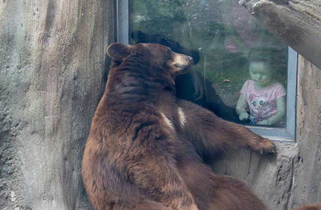 bear sits near window with child watching at zoo miami florida