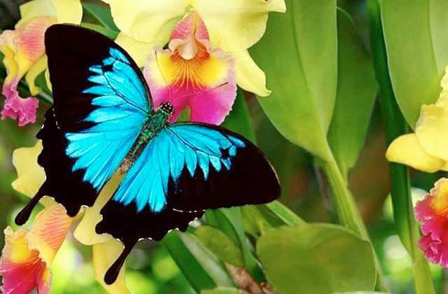 blue butterfly with yellow orchids at butterfly world coconut creek