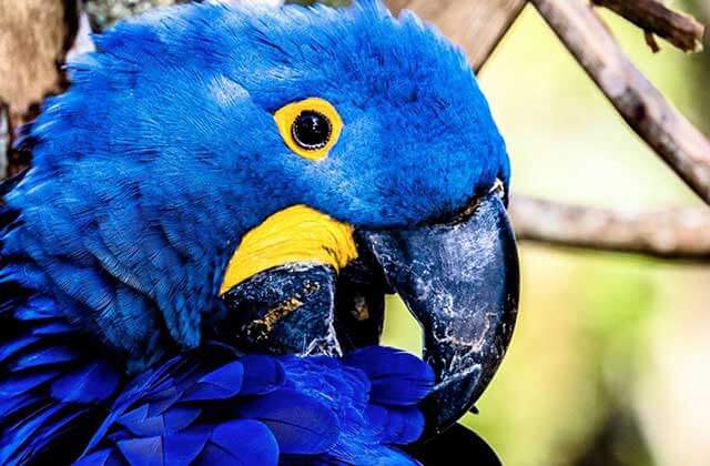 blue exotic parrot at st augustine alligator farm zoological park