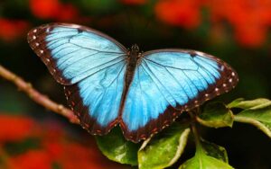 blue morpho butterfly on red leafy background at butterfly world coconut creek