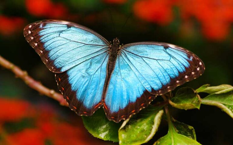 blue morpho butterfly on red leafy background at butterfly world coconut creek