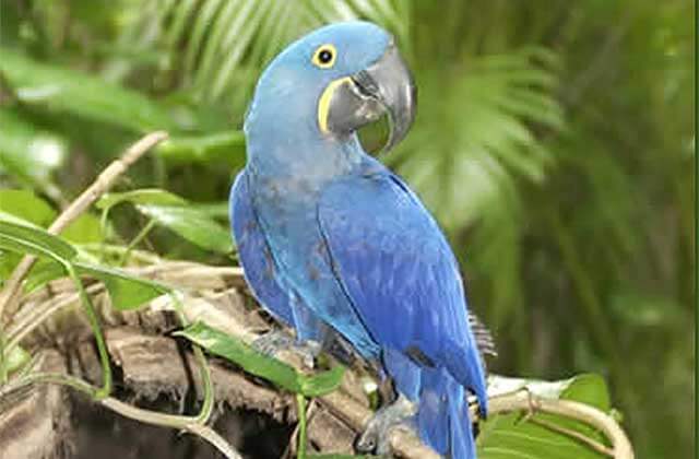 blue parrot perched on a branch at monkey jungle miami florida