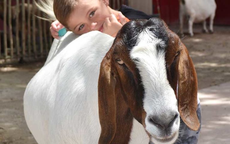 boy hugs goat at lion country safari miami