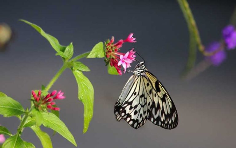 butterfly with black and yellow markings sits on red flower at butterfly world