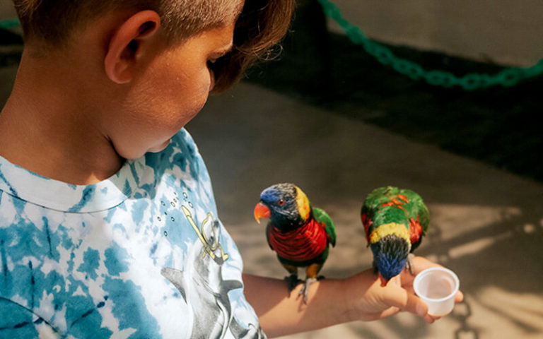 child with colorful parrot birds perched on arm at butterfly world