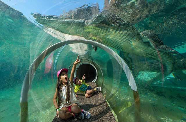 children in underwater tunnel point at alligator above at zoo miami florida