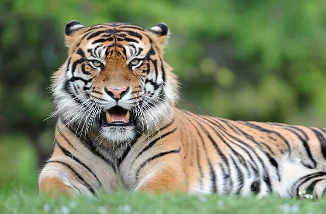 close-up of bengal tiger lying in grass and bearing its teeth at zoo miami florida