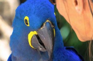 close up of a blue exotic bird at palm beach zoo florida