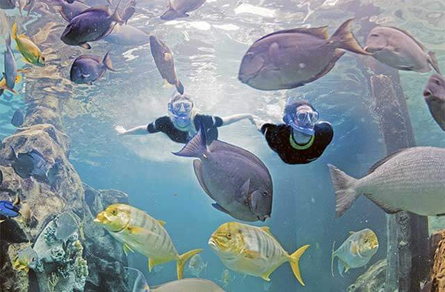 couple snorkeling with coral and fish at discovery cove orlando