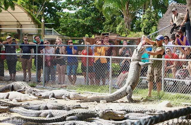 crowd watches a show with alligator feeding at everglades alligator farm florida city