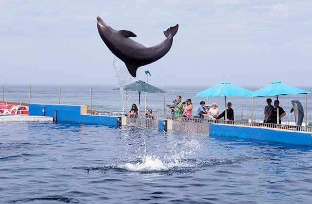 dolphin flips high over the water with a crowd watching at marineland dolphin adventure palm coast