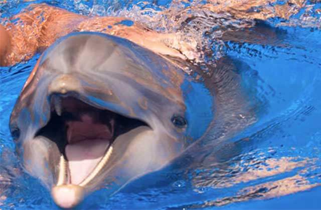 dolphin in a pool with mouth open at marineland dolphin adventure st augustine