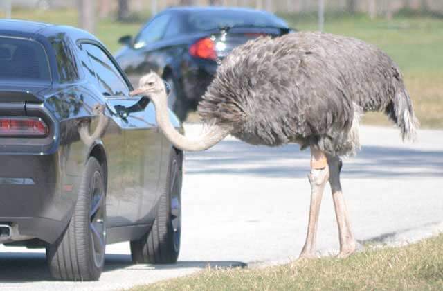 emu looks through the window of a car at lion country safari loxahatchee